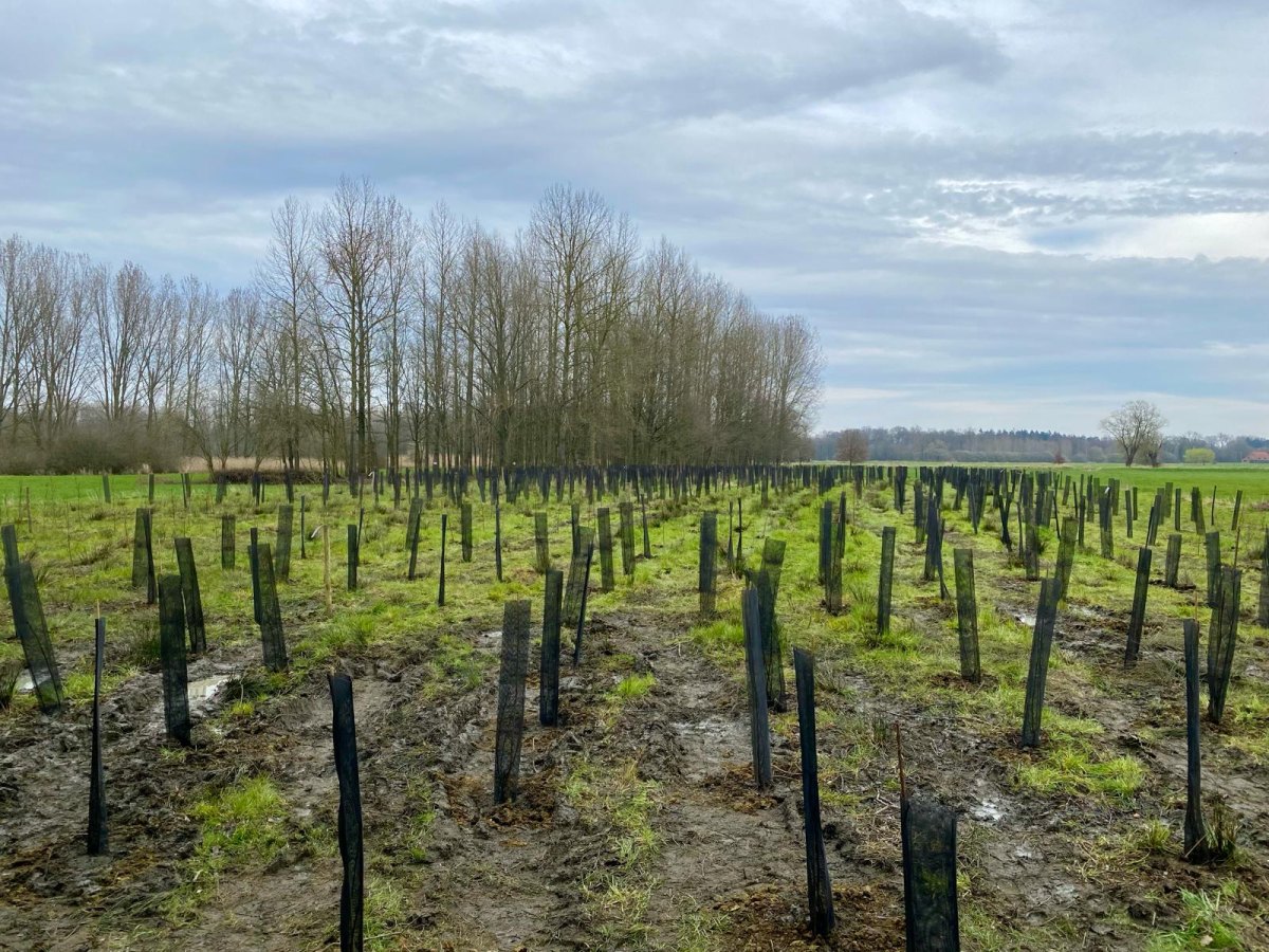 Parcelle plantée d’arbres purificateurs d’air dans le cadre du label Viridi Air