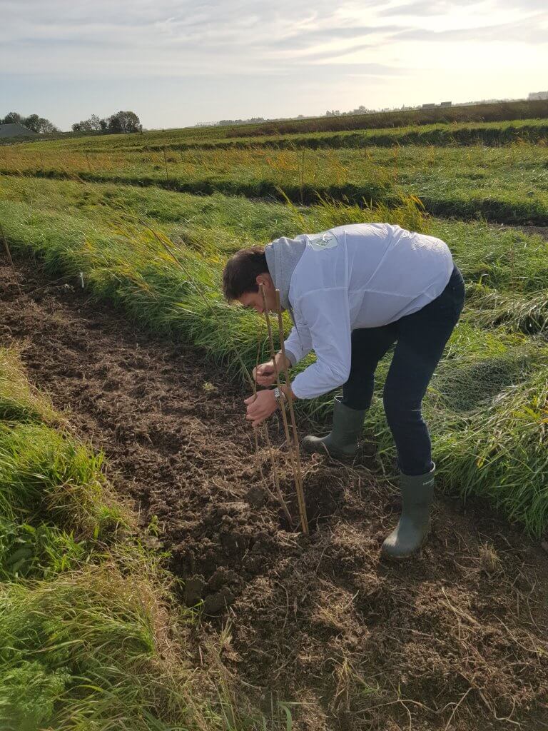 Plantation d’un arbre purificateur d’air sur une parcelle du programme Viridi Air